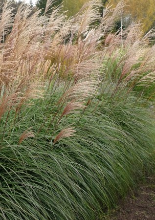 МІСКАНТУС  китайський Serengeti